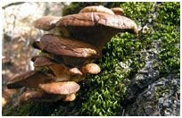 tipos de setas girgola