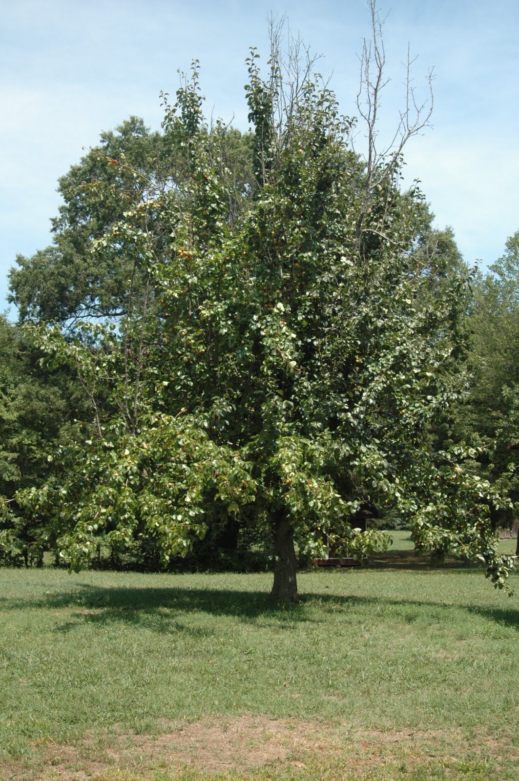 asian pear tree