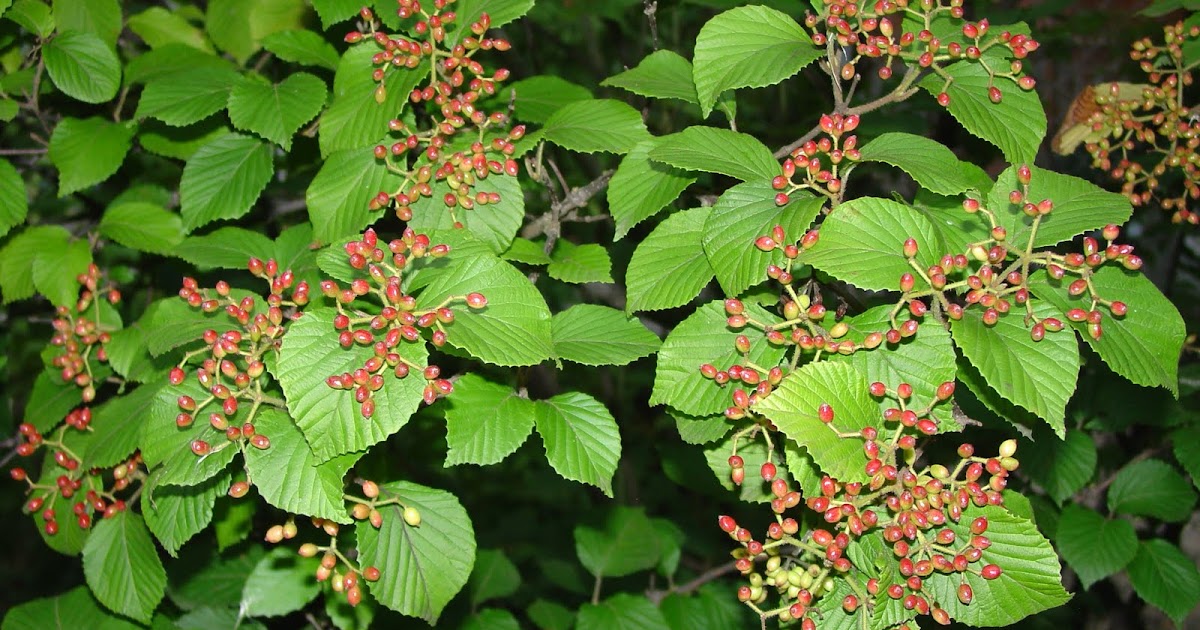 What grows there? Native Viburnums