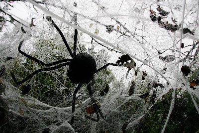 spider fur