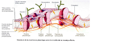 Membrane plasmique