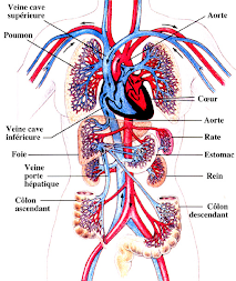 Circulation sanguine