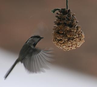 Pinecone Bird Feeder