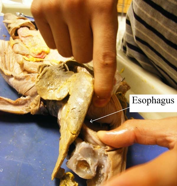 The Anatomy of Lenny the Shark: Digestive System