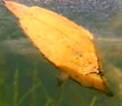 weird leaf fish