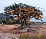 EL PANTANO DE SAU