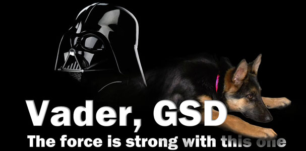 Vader, GSD