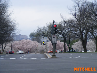 Cherry Blossom Festival! cherry tree blossoms washington dc. Cherry Blossom Festival!