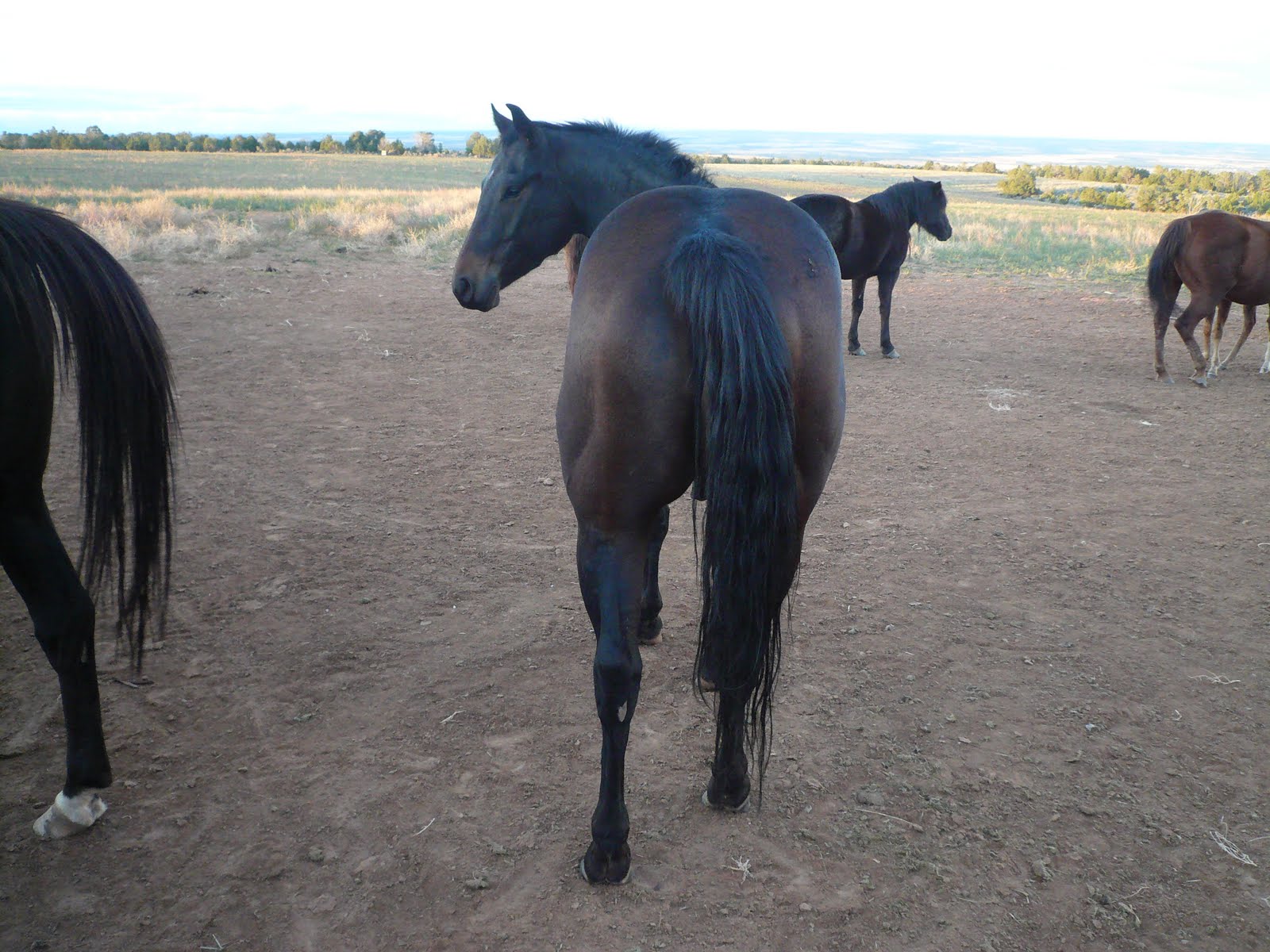 Mack Quarter Horses TBars Driftwood 2007 Gelding