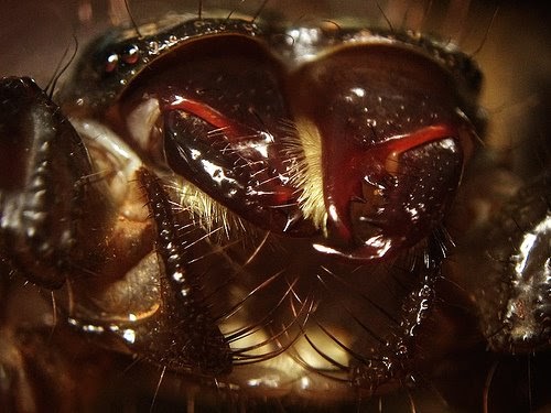 Life of the finite being Scorpion Feeding...