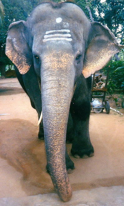 ELEPHANT SACRE A PUTTAPARTHI (Inde)