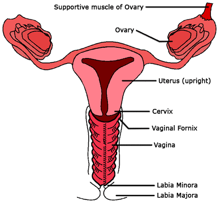 Vagina is the most sensitive parts of the body Enough knowledge needed to