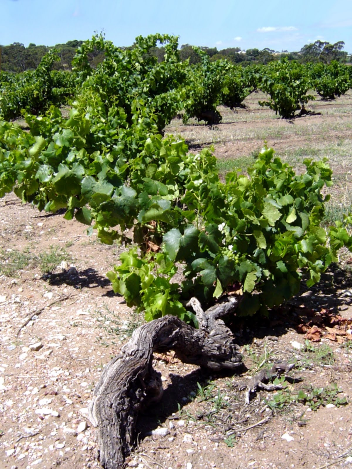 Vine Bush
