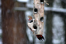 Flicker Visits a Feeder