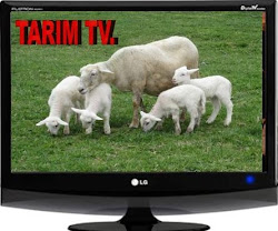 TARIM TV.