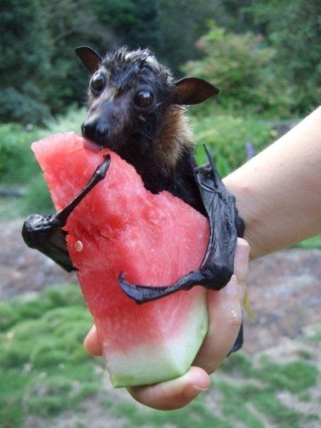 Big Poppas interesting things: fruit bats are cute.