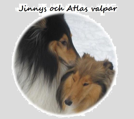 Jinnys och Atlas valpar