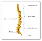 Coluna Vertebral