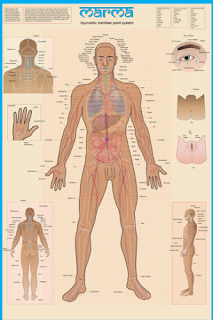 Marma Point Therapy Chart