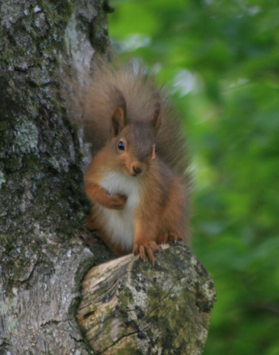 [Red+Squirrell+3.JPG]