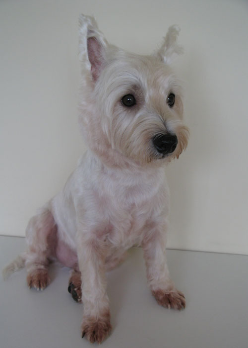 Barking Dogs SelfWash and Boutique Facials for dogs?? Yes and they