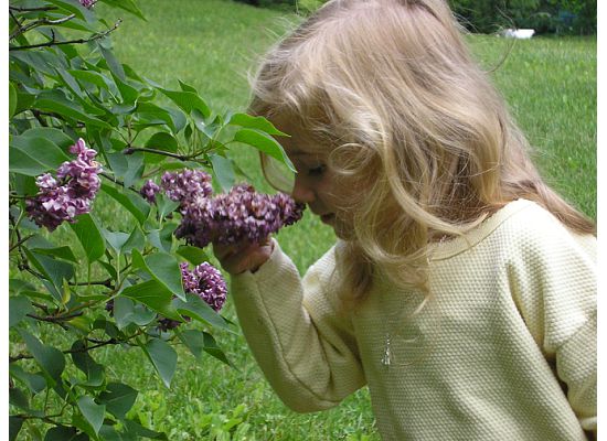 Smelling the lilacs
