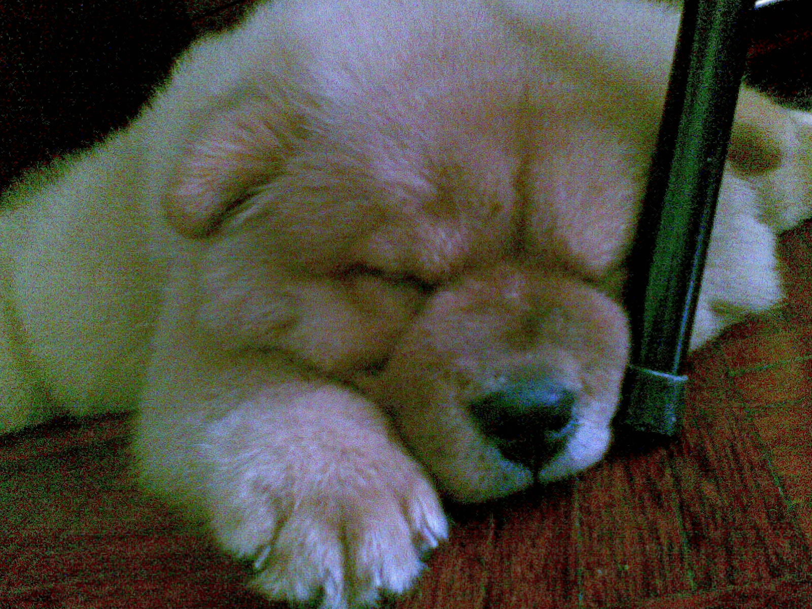 Shar Pei Pomeranian
