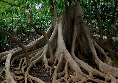 SK Rambong Alumni Society: SEJAUH MANAPUN AKAR MENJALAR&hellip;