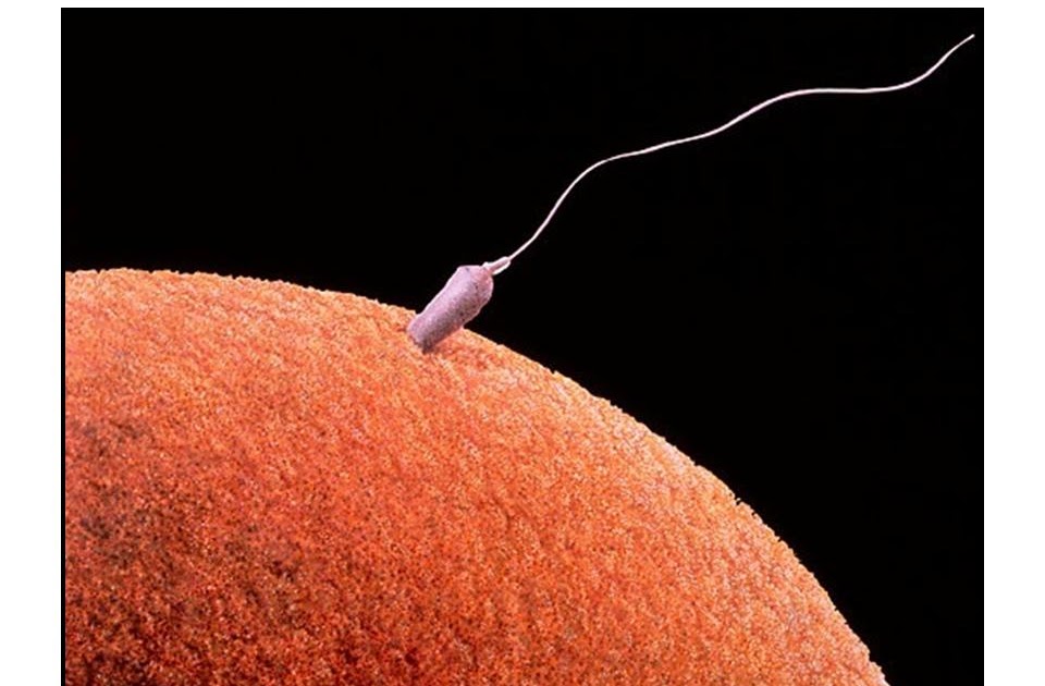 Maggie's Farm Reproduction online lab