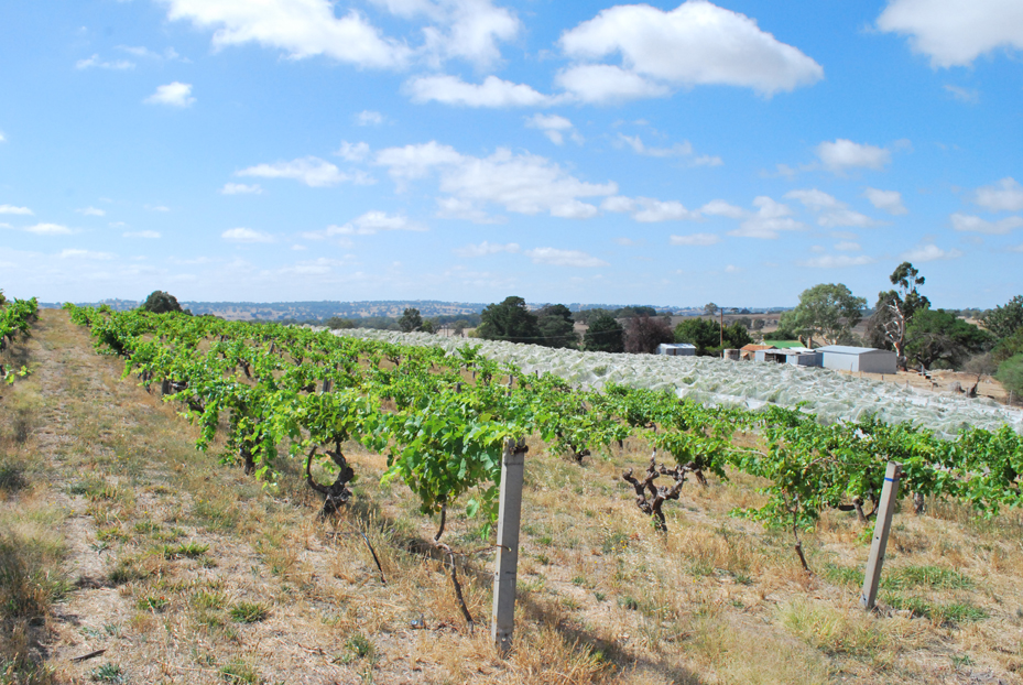 [karrayertashiraz.jpg]