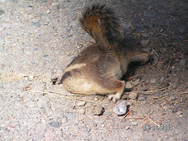 [chipmunkbutt+(Small).JPG]