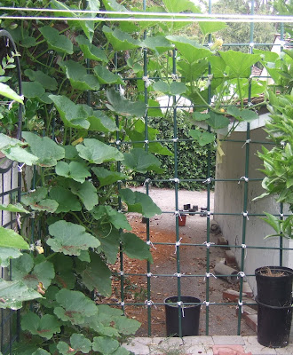 My Southern California Vegetable Garden: Kabocha Fruit Forming