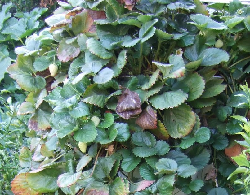 My Southern California Vegetable Garden Pruning