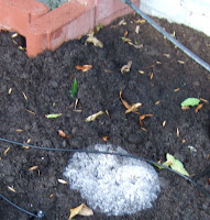 My Southern California Vegetable Garden: November 2009