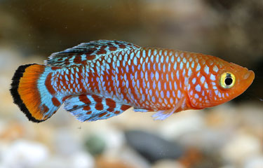 [killifish.jpg]