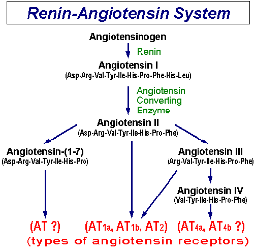 [reninangiotensin.gif]