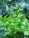 Магданоз (Petroselinum hortense) - отглеждане, използване, приложения за храна, здраве и красота. Otslabvane_s_+magdanoz