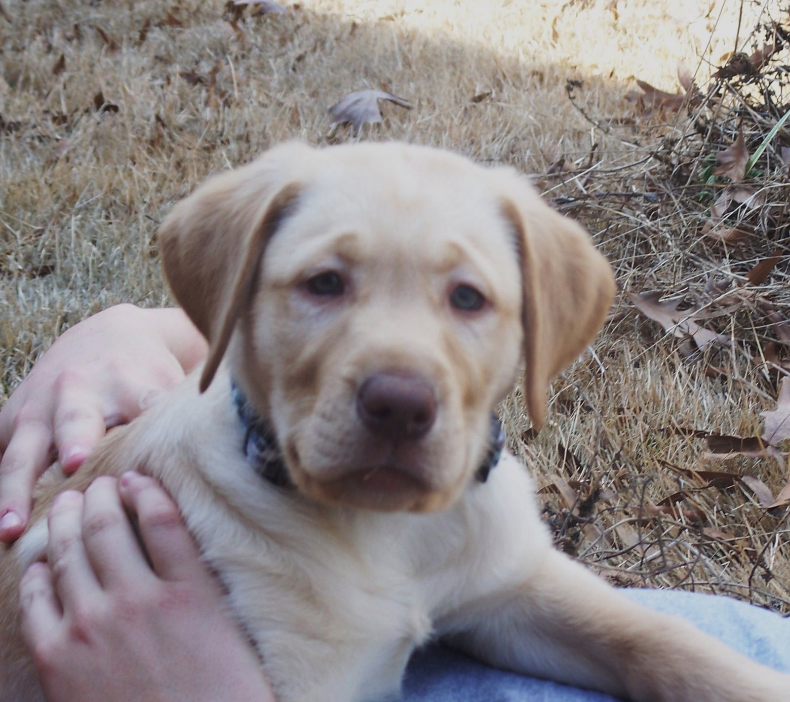 [Seven+weeks+old+012.JPG]