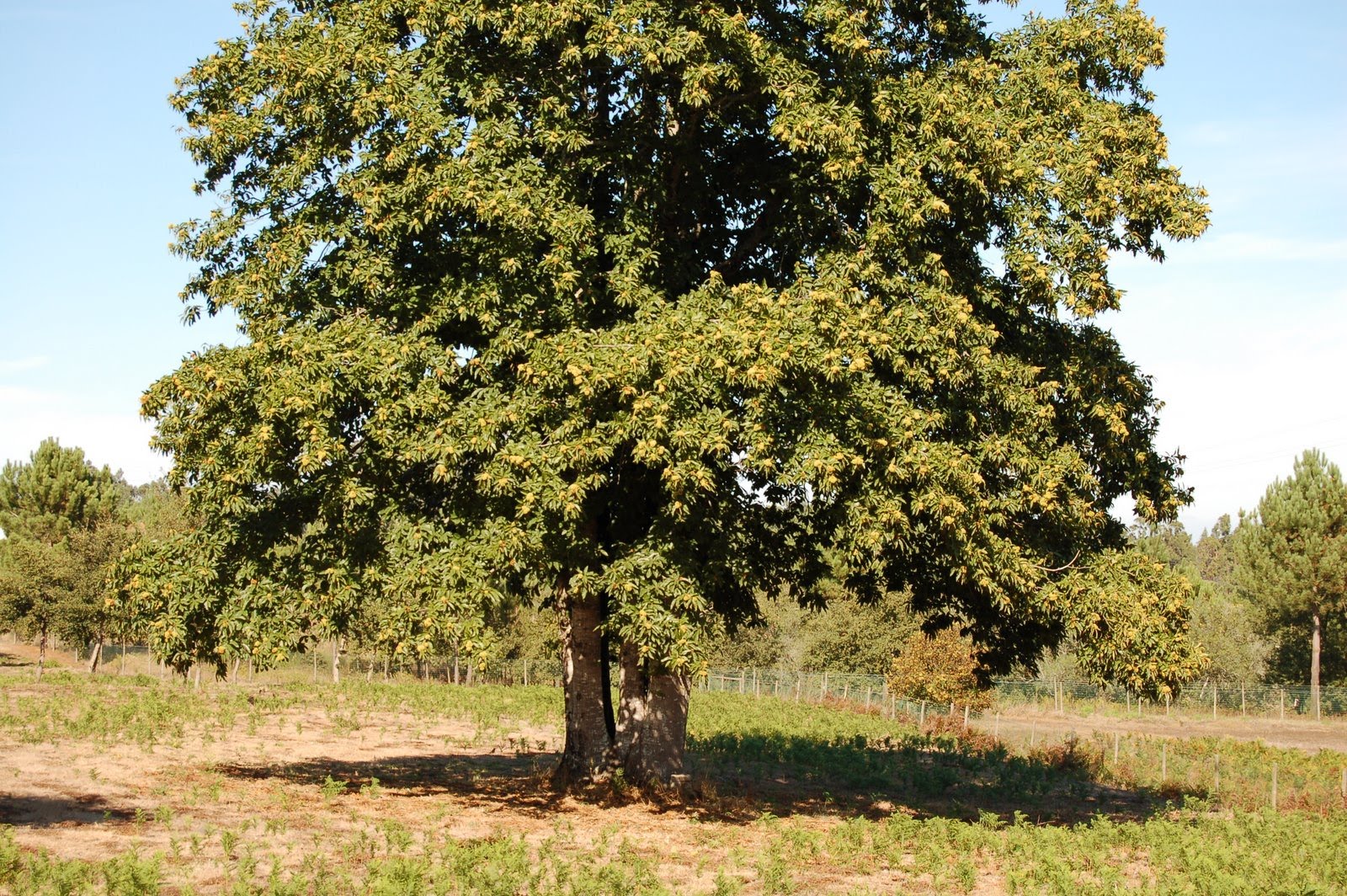 [DSC_0007.JPG]