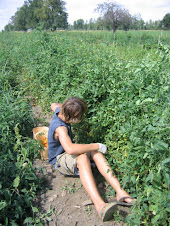 Isaac picking tomatoes