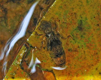 Dragonfly+larvae+identification