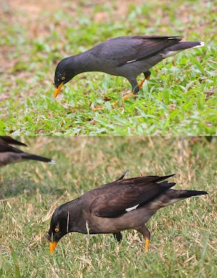 javan myna