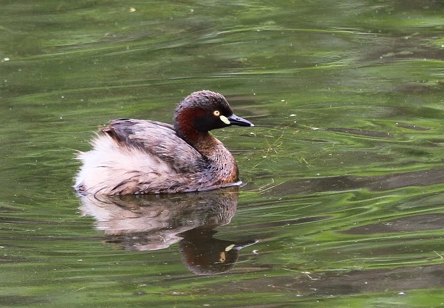 Australasian Grebe