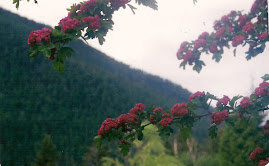 Montana Flowers