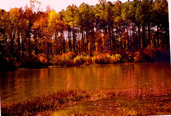 Illinois trees