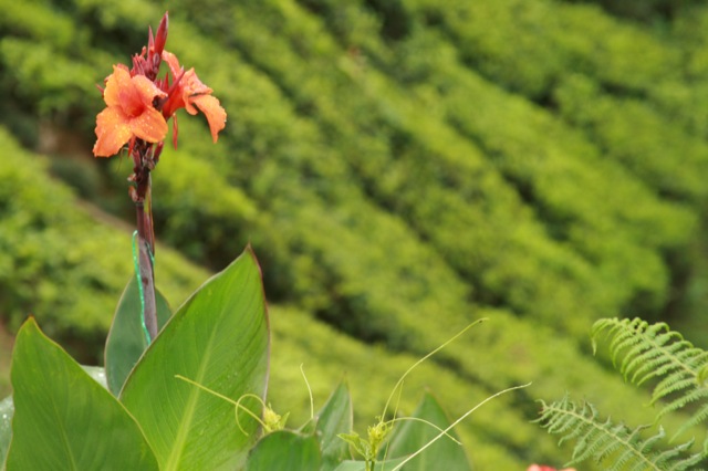 [mpn.flower.JPG]