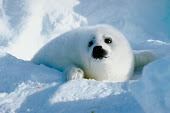 Baby Seal