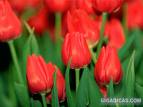 Tulipas