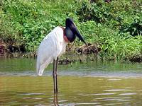 Tuiuiu - vogelkoning van de Pantanal