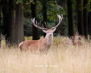 Deer Africa